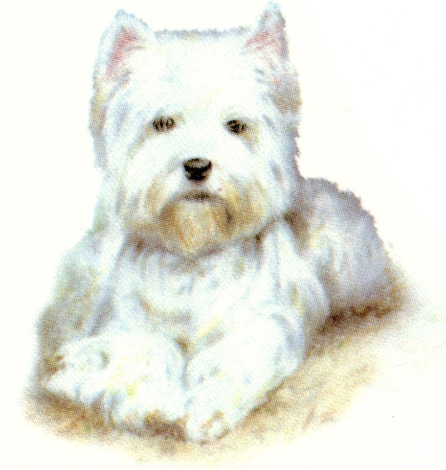 Westie West Highland White Terrier 2 1/2 Waterslide Ceramic Decals