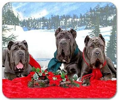 neapolitan mastiff in Collectibles