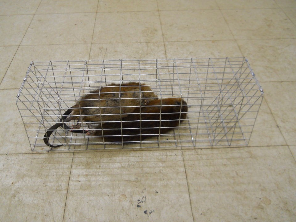 muskrat colony trap in Animal Traps