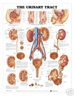 anatomical charts in Science & Medicine (1930 Now)