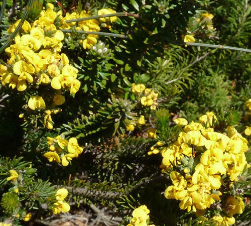 Parrot Pea/ Bacon & Eggs Seed Coastal Heath Pea Flower