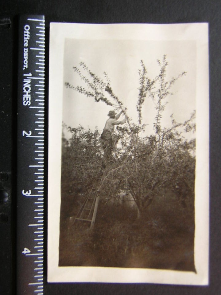 Photo 00601 man up ladder in orchard picking fruit from tree