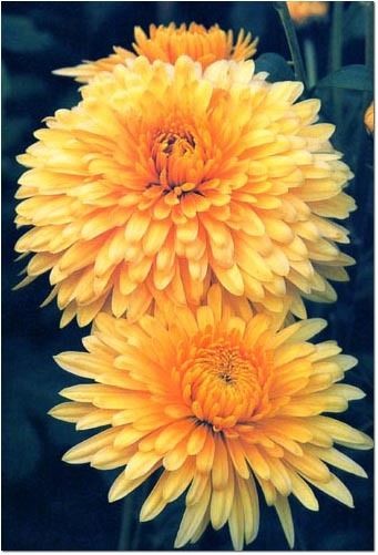 CHRYSANTHEMUM 450 FLOWER SEEDS BUY 1 GET 1 FR​EE