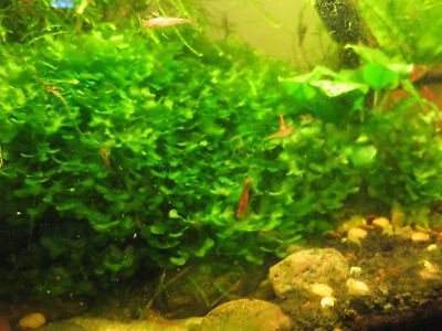 aquarium live plants 