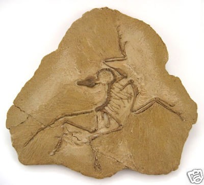 Archaeopteryx Lithographica Dinosaur Fossil Display H 4