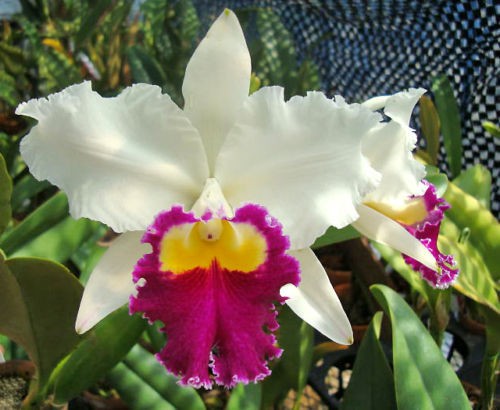 BIN Lc. Sheila Lauterbach Equilab FCC/AOS Cattleya