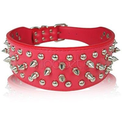 bulldog collar in Collars & Tags