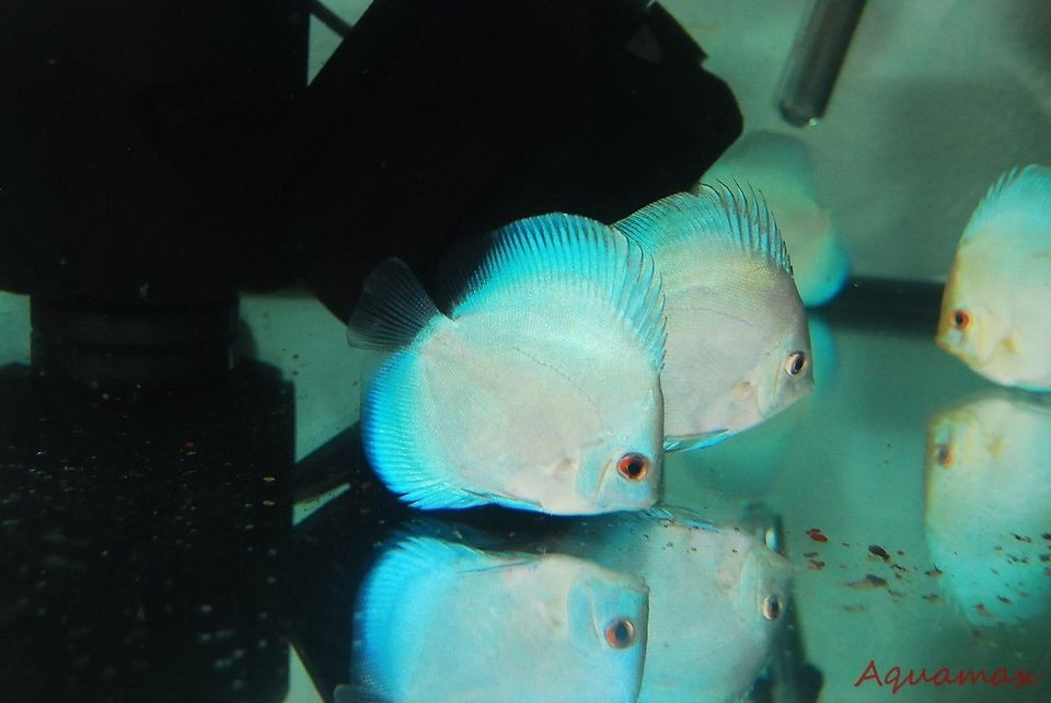 Live Discus Fish 3 3.5 Blue Sapphire 24 hour Live Guarantee