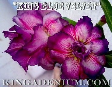   DESERT ROSES DOUBLE FLOWER  KING BLUE VELVET  20 SEEDS,NEW,RARE