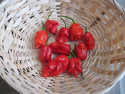 TRINIDAD SCORPION   MORUGA   50+ SEEDS   2012 WORLDS HOTTEST PEPPER 