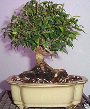 Weeping Fig Seed (Ficus benjamina) No Frost