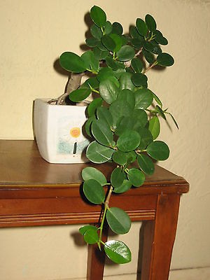 Ficus Green Island, Ficus microcarpa, wide leaves, Live semi cascading 