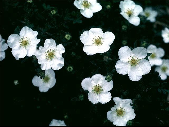 Fall 2012 Sale 2 WHITE POTENTILLA 6 12 Plants