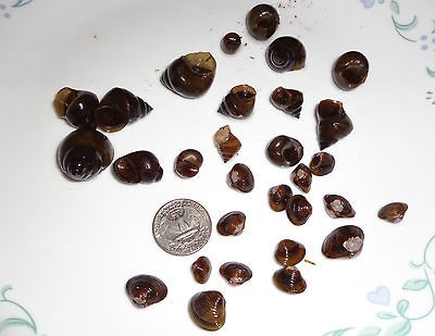   FRESHWATER CLAMS + 25 TRAPDOOR SNAILS KOI POND aquarium fish tank 125