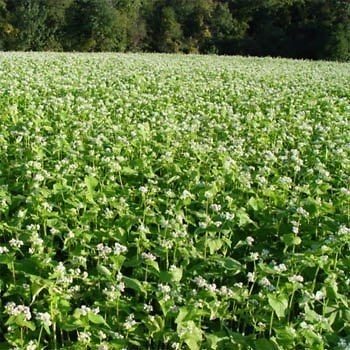 Buckwheat Seeds  Excellent Deer Or Turkey Food Plot  1 Lb.