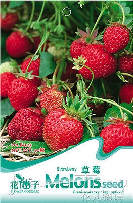 Pack 30+ Fruit Seeds Strawberry Seed Nature Organic Delicious 