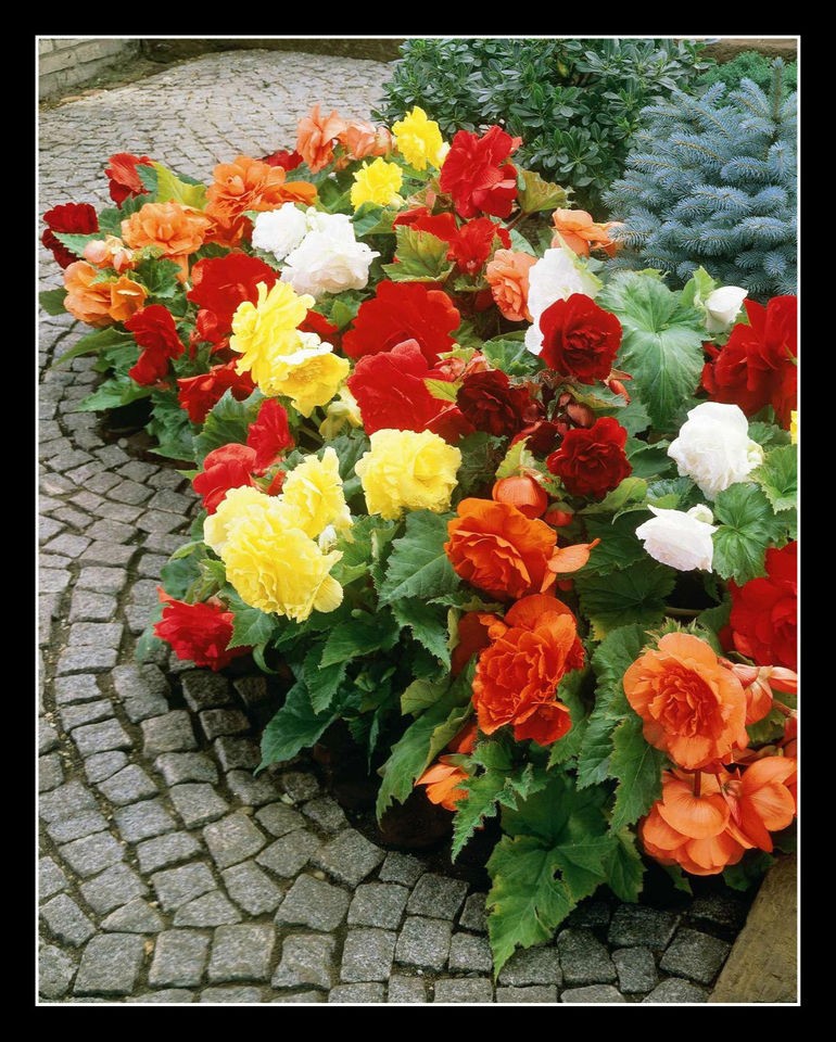 DOUBLE BEGONIAS GARDENING BULB CORM BEAUTIFUL SPRING SUMMER FLOWER 