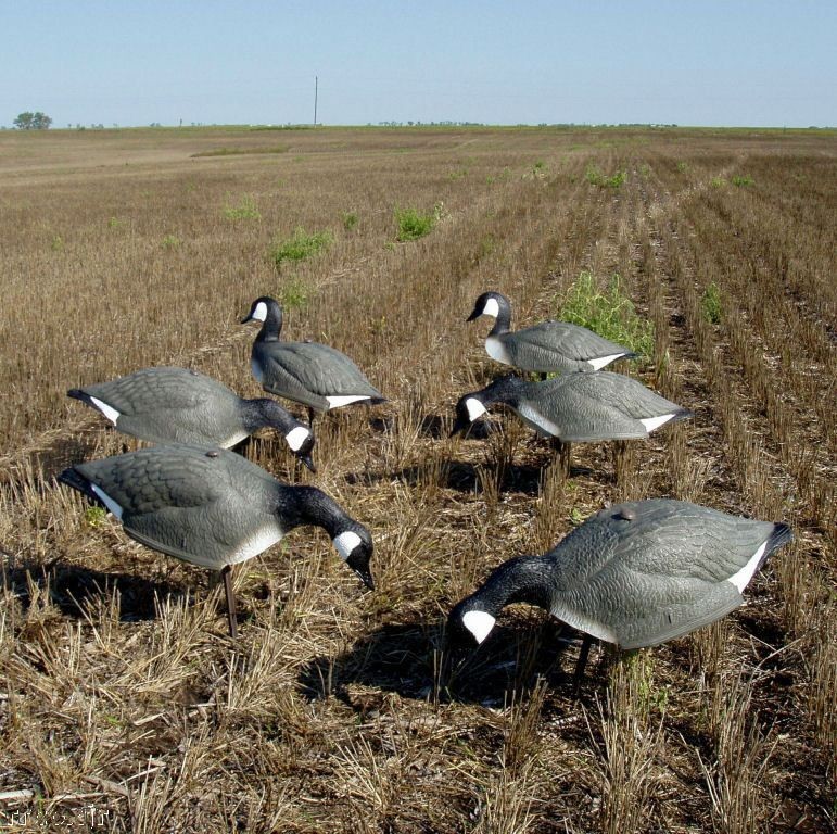 goose decoys in Goose