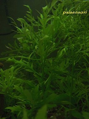 Freshwater Aquarium Plant LIVE Wis​teria Hygrophi​la Difformis