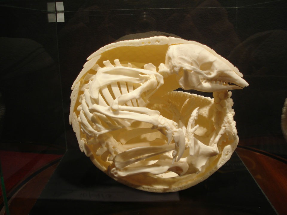 Brazilian three banded armadillo Skeleton   Taxidermy