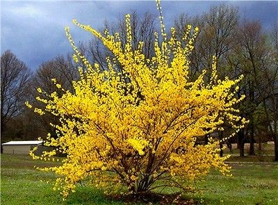 Forsythia Bush / 1 Spring Flowering Shrub / Plant / ORDER NOW for FALL 