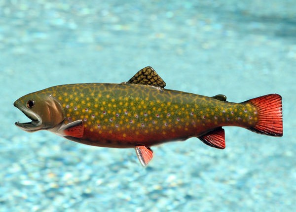 Taxidermy Quality 13 Fiberglass Brook Trout Wall Mount