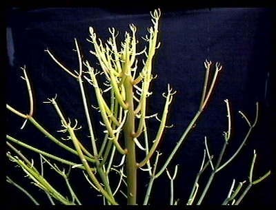 pencil cactus in Plants