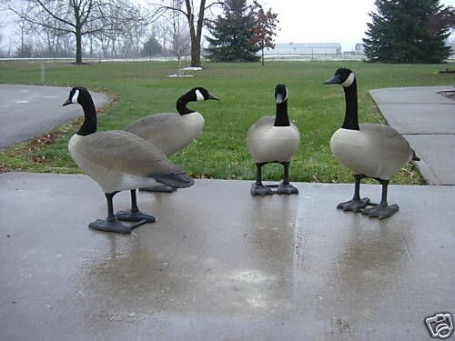 bigfoot goose decoys in Decoys