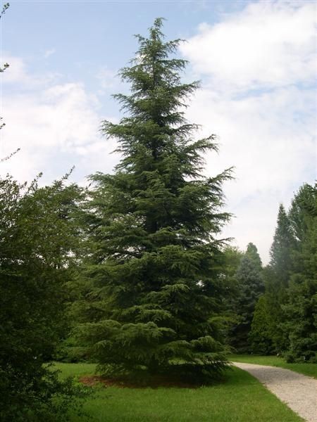 Turkish Cedar, Cedrus libani stenocoma, Tree Seeds