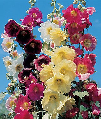 hollyhock seeds in Perennials