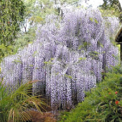 Wisteria sinensis vine 10, 50, 100, 500, 1000 seeds choice listing