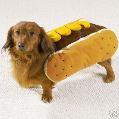 MUSTARD HOT DIGGITY DOG Pet Halloween Costume S M L