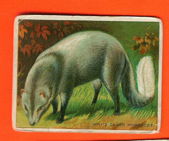 1909 TOBACCO CARD WHITE TAILED MONGOOSE ANIMALS CARD HASSAN T29