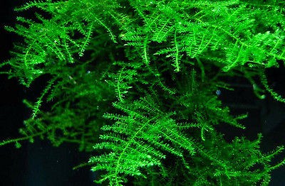 Xmas Moss live aquarium plant decoration package co2 flame java fish 