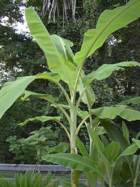 Musa Ice Cream Banana Tree Plant Blue Java 1 gallon