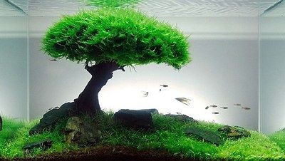 Xmas Moss live aquarium plant decoration package co2 flame java fish 