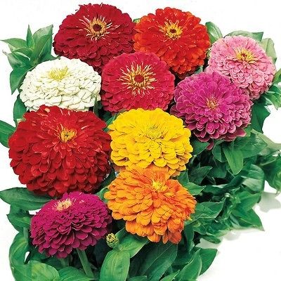 ZINNIA GIANT DAHLIA BEAUTIFUL MIXED COLORS Annual SEEDS