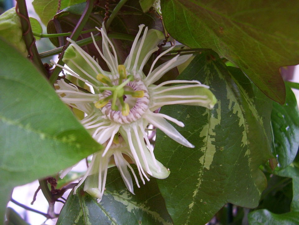   batwing passion vine white flower Passiflora trifasciata PLANT