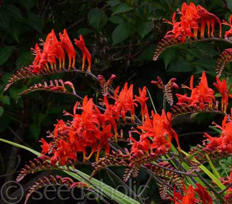 Crocosmia Montbretia Lucifer RHS AGM   25 seeds