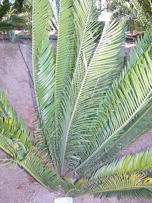   Aemulans ICE BLUE CYCAD Companion Green Live Palm Tree Rock Garden