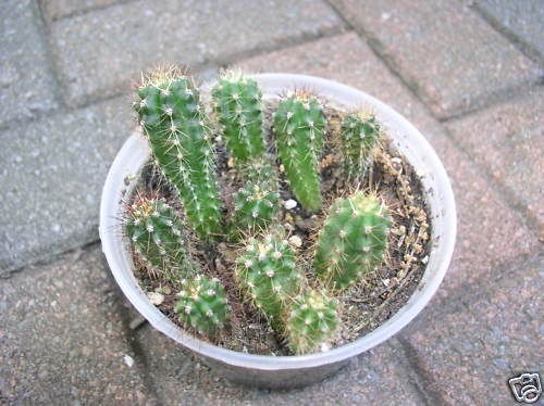 500 Trichocereus Peruvianus TRUE Peruvian Torch seeds