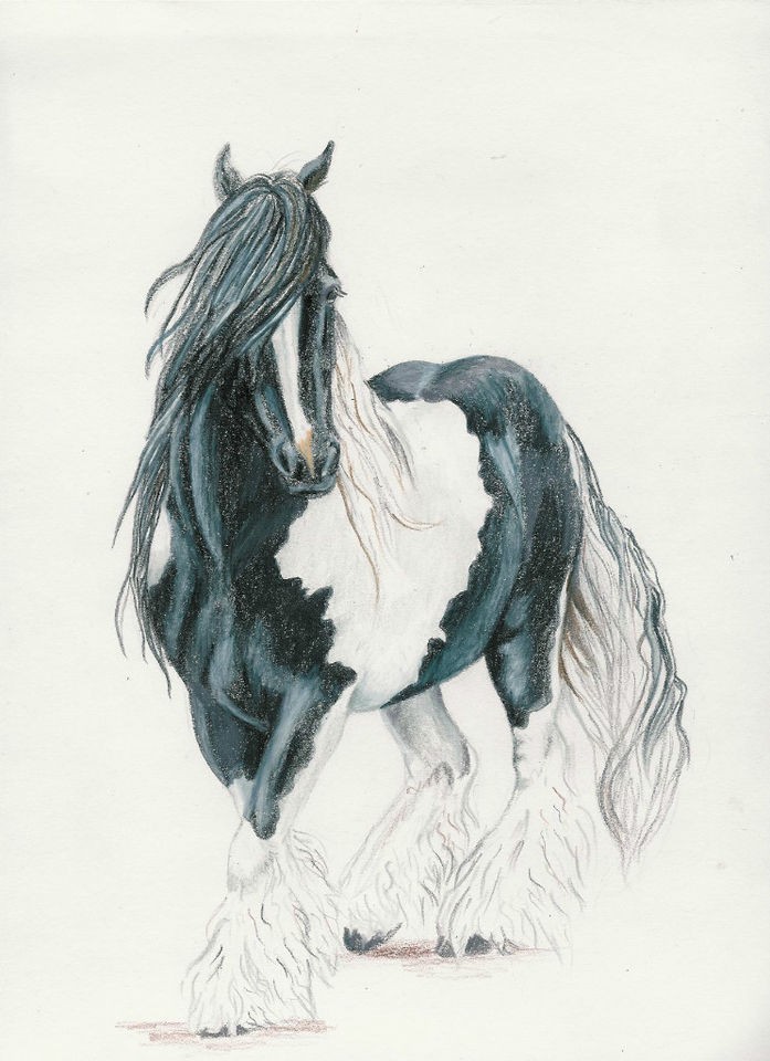 Romany Raklo” (Gypsy Boy) Gypsy Vanner ~ Gypsy Cob ~ Gypsy Horse 