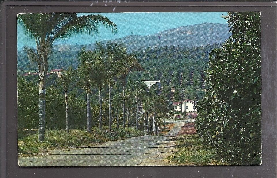 avocado tree in Trees