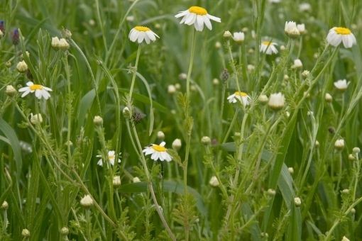 Wild Flower   Corn Chamomile   50g Seed bulk