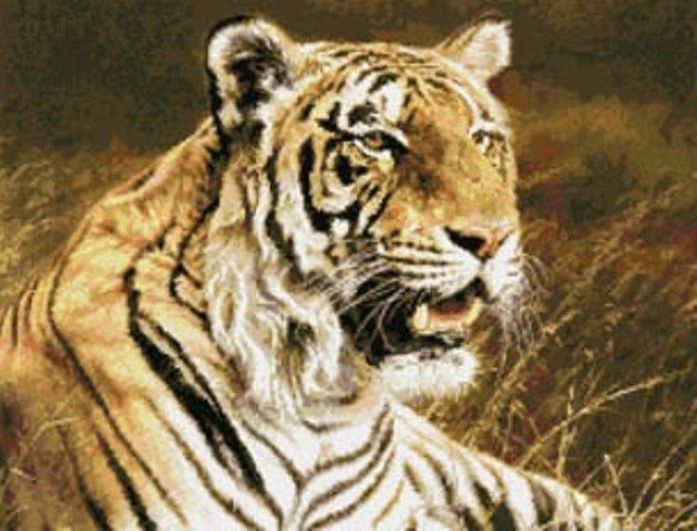Royal Bengal Tiger Cat Kustom Krafts Cross Stitch Pattern Book