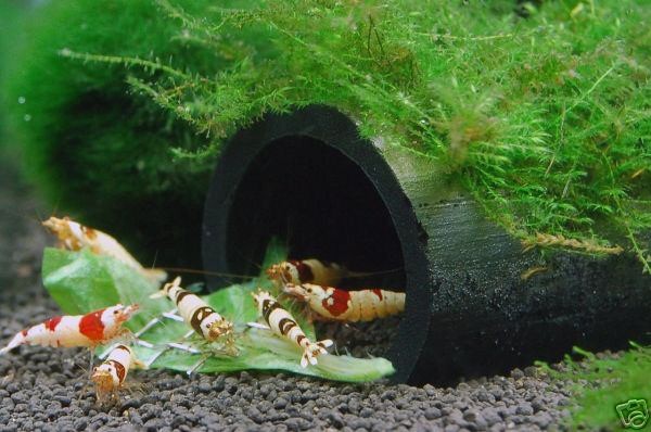 Bamboo Shelter Live Cherry Crystal Red Shrimp Aquarium