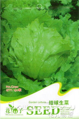 Lettuce Seed ★ 150 Ball Lettuce Vegetables Seed Tasty Refreshing 