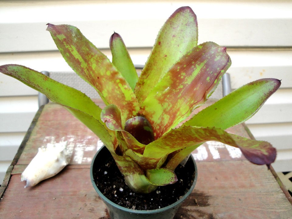 neoregelia in Bromeliads