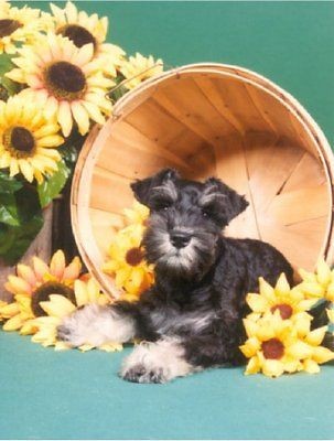 SCHNAUZER MINIATURE PUPPY 2013 Magnetic Calendar Magnet #0647