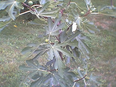 fig tree in Fruit/Flowering
